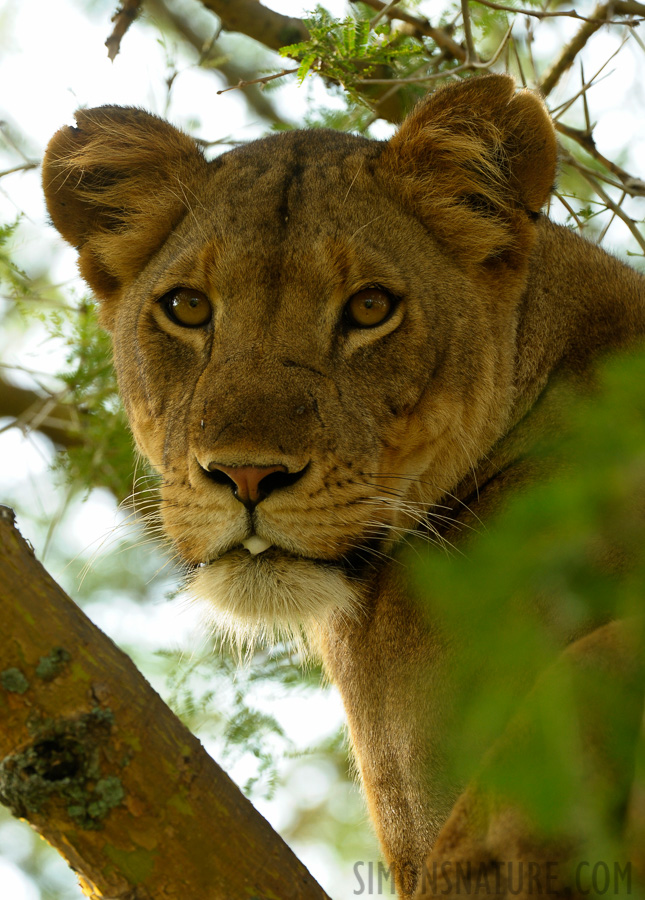 Panthera leo leo [400 mm, 1/200 sec at f / 7.1, ISO 800]
